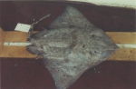 Bathyraja