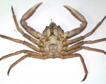 Hyas coarctatus
