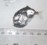 Argyropelecus aculeatus