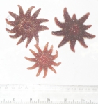 Asteroidea Asteroidea