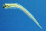 Melanostigma atlanticum - Atlantic softpout 2