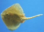 Raja radiata