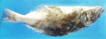 Reinhardtius hippoglossoides