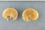 Ampelisca macrocephala - pair