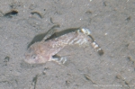 Artediellus uncinatus - in situ