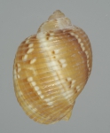Holotype (dorsal)