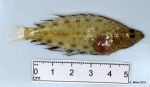 Pleuronectiformes