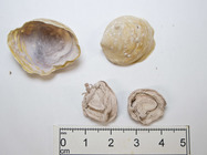 Capulacmaea radiata - dried