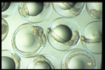 Gadus morhua - embryos