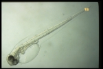 Gadus morhua - larva