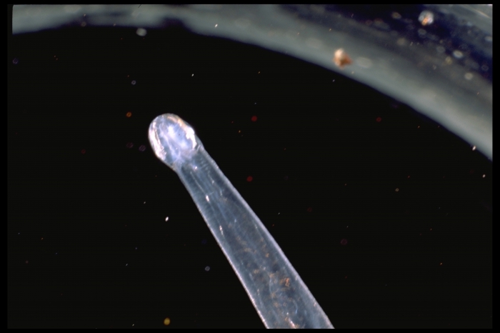 Parasagitta elegans