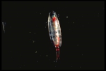 Calanus hyperboreus Calanus hyperboreus