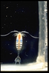 Paraeuchaeta norvegica Paraeuchaeta norvegica