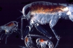 Themisto libellula