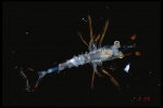 Shrimp larva