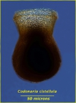 Condonaria Condonaria