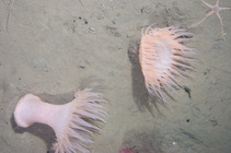 Actinostola callosa - pair underwater
