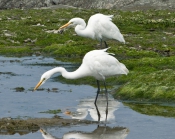 Great Egret - pair