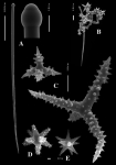 Timea clippertoni holotype Timea clippertoni holotype