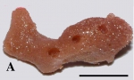 Callyspongia (Callyspongia) roosevelti holotype Callyspongia (Callyspongia) roosevelti holotype