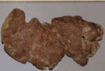 Aplysinopsis bergquistae holotype Aplysinopsis bergquistae holotype