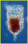 Stylicauda platensis Stylicauda platensis