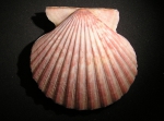 Aequipecten tehuelcus