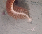 Anthoptilum grandiflorum - sea pen