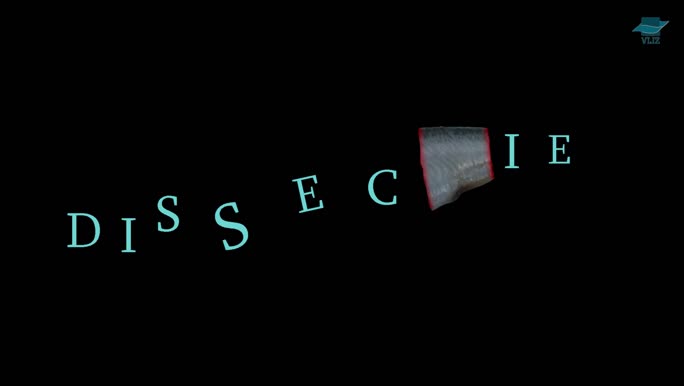 Dissection herring (Ducth)