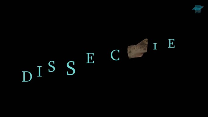 Dissection dogfish (Dutch)