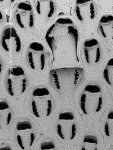 Caleschara denticulata Caleschara denticulata
