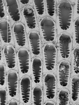 Sinoflustra annae Sinoflustra annae