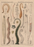 Hirudinea (leeches)
