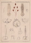 Van Beneden & Hesse (1864, pl. 06) Van Beneden & Hesse (1864, pl. 06)