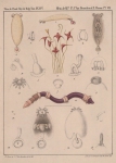 Van Beneden & Hesse (1864, pl. 07) Van Beneden & Hesse (1864, pl. 07)