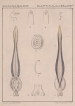 Van Beneden & Hesse (1864, pl. 07 bis) Van Beneden & Hesse (1864, pl. 07 bis)