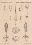 Van Beneden & Hesse (1864, pl. 10) Van Beneden & Hesse (1864, pl. 10)