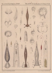 Van Beneden & Hesse (1864, pl. 11) Van Beneden & Hesse (1864, pl. 11)