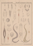 Van Beneden & Hesse (1864, pl. 12) Van Beneden & Hesse (1864, pl. 12)
