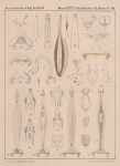 Van Beneden & Hesse (1864, pl. 13) Van Beneden & Hesse (1864, pl. 13)