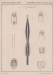 Van Beneden & Hesse (1864, pl. 15) Van Beneden & Hesse (1864, pl. 15)
