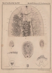 Van Beneden & Hesse (1864, pl. 02, bijlage) Van Beneden & Hesse (1864, pl. 02, bijlage)