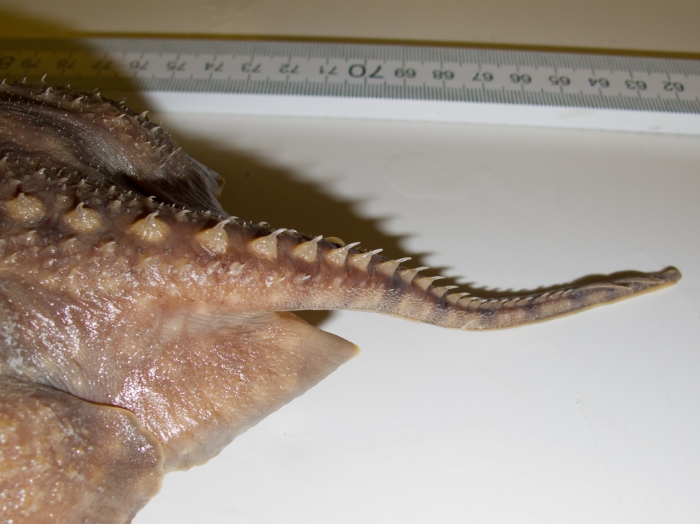 Amblyraja hyperborea - dorsal tail