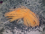 Bathypathes sp. Bathypathes sp.