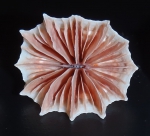 Flabellum angulare Flabellum angulare