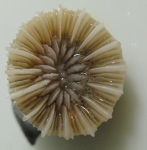 Caryophyllia (Caryophyllia) ambrosia Caryophyllia (Caryophyllia) ambrosia