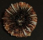 Vaughanella margaritata Vaughanella margaritata