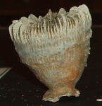 Vaughanella margaritata Vaughanella margaritata
