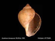Holotype FLNMH UF170426