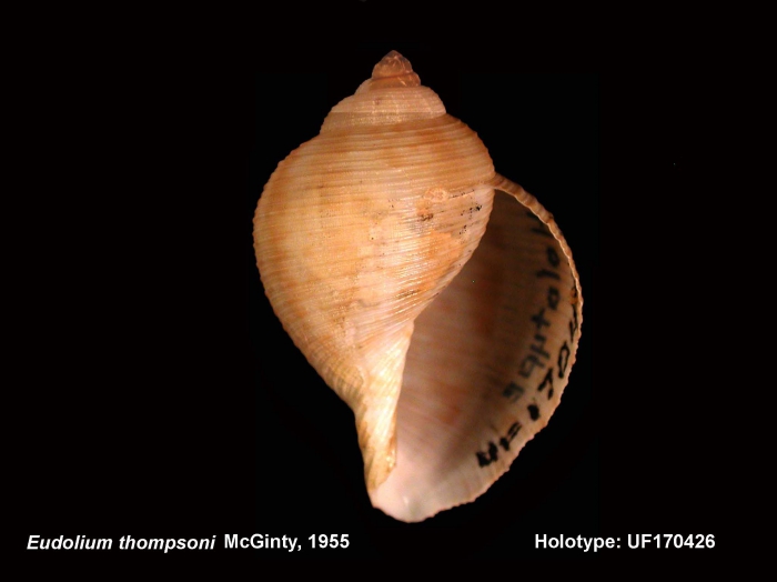 Holotype FLNMH UF170426